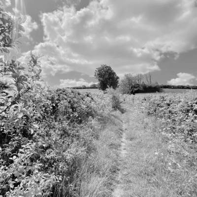 A photograph of a Comma butterfly resting on a pear