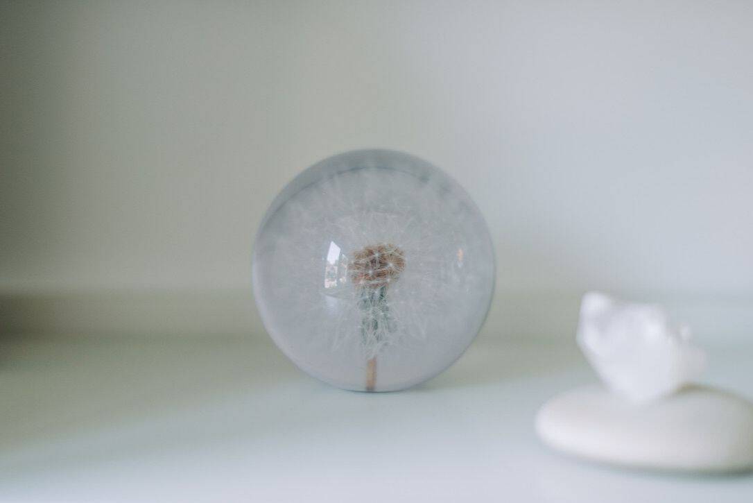 Photograph of a dandelion clock in a glass paperweight